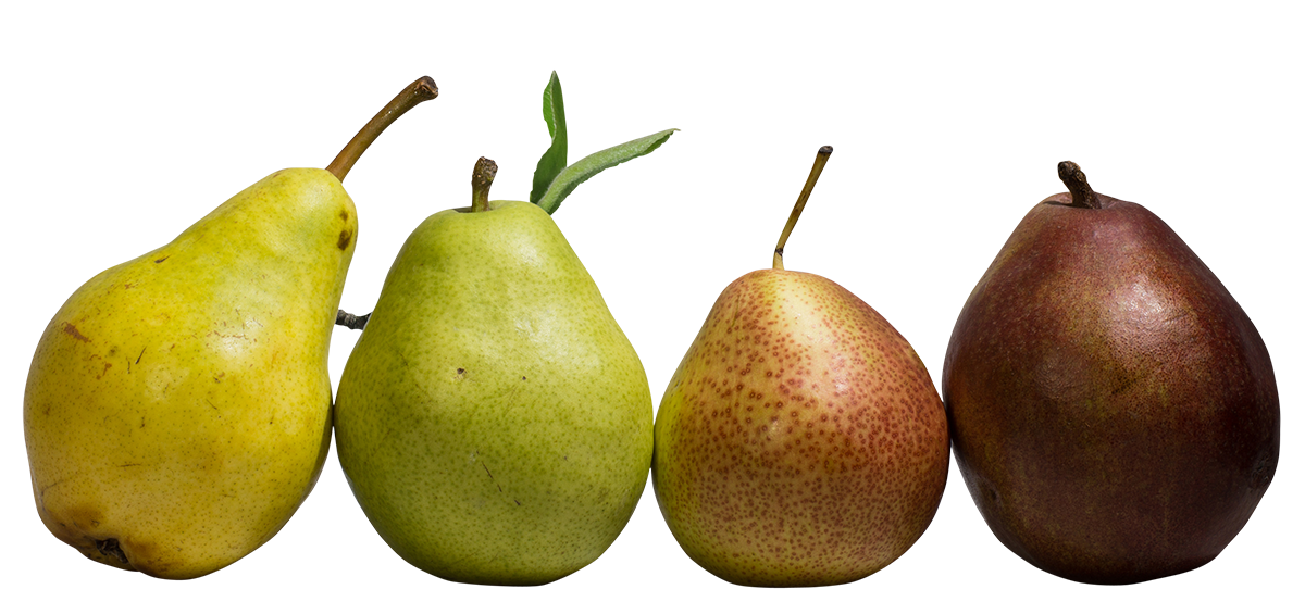 pears image, fresh pears png, pears png image, pears transparent png image, pears png full hd images download